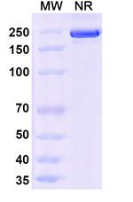 Ocankitug Humanized Recombinant Human Monoclonal Antibody