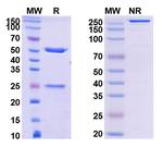 MK-4830 Recombinant Human Monoclonal Antibody