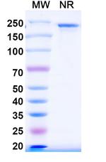 LILRB2 (ILT4) (IO-108 Biosimilar) Recombinant Human Monoclonal Antibody