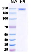 Polzastobart Recombinant Human Monoclonal Antibody
