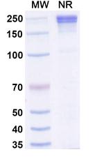 Xaluritamig Recombinant Human Monoclonal Antibody