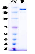 Pintumomab Recombinant Mouse Monoclonal Antibody