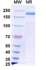Picankibart Recombinant Human Monoclonal Antibody