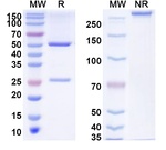 Ciduvectamig Recombinant Human Monoclonal Antibody