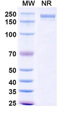 XMT-1660 Recombinant Human Monoclonal Antibody