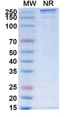 SGN-B7H4V Antibody in SDS-PAGE (SDS-PAGE)