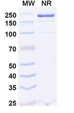 Emiltatug Recombinant Human Monoclonal Antibody