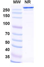 Felmetatug Recombinant Human Monoclonal Antibody