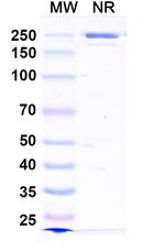 CD163 (Zovostotug Biosimilar) Recombinant Human Monoclonal Antibody