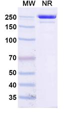 Socazolimab Humanized Recombinant Human Monoclonal Antibody