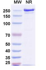 Tagitanlimab Humanized Recombinant Human Monoclonal Antibody