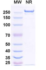 Betifisolimab Chimeric Recombinant Human Monoclonal Antibody