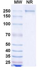 Lesabelimab Recombinant Human Monoclonal Antibody
