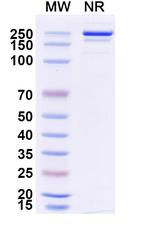 Danburstotug Recombinant Human Monoclonal Antibody