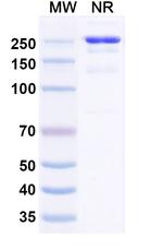 Retlirafusp Alfa Recombinant Human Monoclonal Antibody