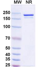Benmelstobart Recombinant Human Monoclonal Antibody