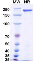 FLK1 (VEGF Receptor 2) (Pulocimab Biosimilar) Recombinant Human Monoclonal Antibody