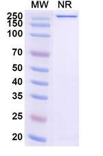 Gimistotug Humanized Recombinant Human Monoclonal Antibody