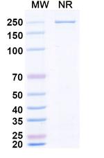 Zaltenibart Chimeric Recombinant Human Monoclonal Antibody