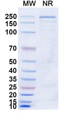 CCR8 (Azirkitug Biosimilar) Recombinant Human Monoclonal Antibody