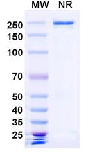 Denikitug Chimeric Recombinant Human Monoclonal Antibody