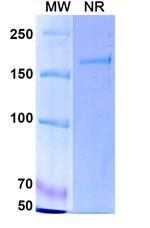 Cafelkibart Recombinant Human Monoclonal Antibody