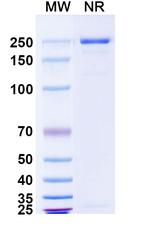 CCR8 (Lanerkitug Biosimilar) Recombinant Human Monoclonal Antibody