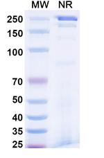 Reflocibart Humanized Recombinant Human Monoclonal Antibody