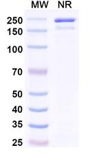 alpha Synuclein (Indenebart Biosimilar) Recombinant Human Monoclonal Antibody