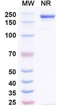 alpha Synuclein (Amlenetug Biosimilar) Recombinant Human Monoclonal Antibody