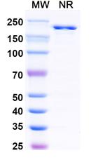 CD96 (Nelistotug Biosimilar) Recombinant Human Monoclonal Antibody