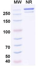 Osemitamab Humanized Recombinant Human Monoclonal Antibody