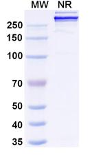 Givastomig Humanized Recombinant Human Monoclonal Antibody