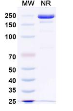 CXCR4 (CD184) (MEDI3185 Biosimilar) Recombinant Human Monoclonal Antibody