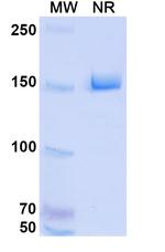 HKT288 Recombinant Human Monoclonal Antibody
