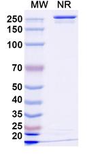 Anzurstobart Recombinant Human Monoclonal Antibody