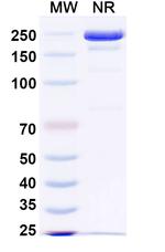 SIRP alpha (CD172a) (Epacmarstobart Biosimilar) Recombinant Human Monoclonal Antibody