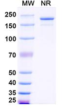 SIRP alpha (CD172a) (Lumistobart Biosimilar) Recombinant Human Monoclonal Antibody