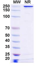 BCMA (Ispectamab Biosimilar) Recombinant Human Monoclonal Antibody