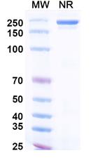 BCMA/CD3 (Vonsetamig Biosimilar) Recombinant Human Monoclonal Antibody