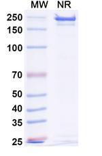 BCMA/CD3 (Etentamig Biosimilar) Recombinant Human Monoclonal Antibody