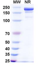 Dafsolimab Recombinant Mouse Monoclonal Antibody