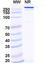INSR (Ersodetug Biosimilar) Recombinant Human Monoclonal Antibody