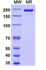 Eglatoprutug Recombinant Human Monoclonal Antibody