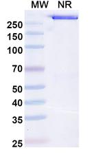 c-Kit (CD117) (Opelkibart Biosimilar) Recombinant Human Monoclonal Antibody