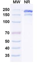 Gruticibart Chimeric Recombinant Human Monoclonal Antibody