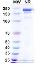 Davutamig Recombinant Human Monoclonal Antibody