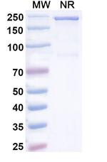 EGFR/c-Met (Tilatamig Biosimilar) Recombinant Human Monoclonal Antibody