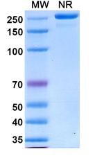 Varokibart Recombinant Human Monoclonal Antibody