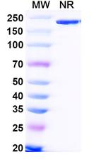 Bifikafusp Alfa Recombinant Human Monoclonal Antibody